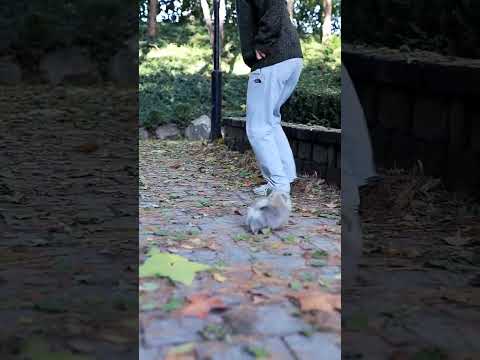 World's Smallest Dog (Pomeranian)