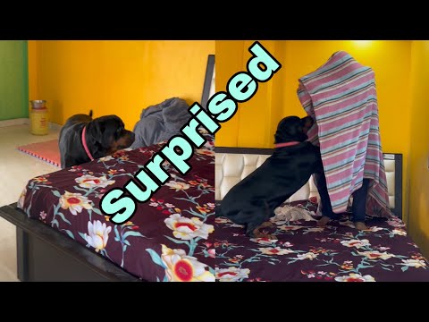 Rottweiler vs Stranger 🔥 | Unexpected Raction 😱 #Rottweiler #DogLover  #shorts #ViralVideo