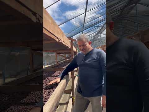 ¿Vale la pena tanto estrés? ☕🔥 #MotivaciónCafetalera #coffee