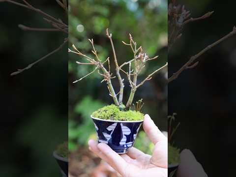 春の芽吹き、モミジの株立ち湯吞みミニ盆栽 #bonsai #盆栽