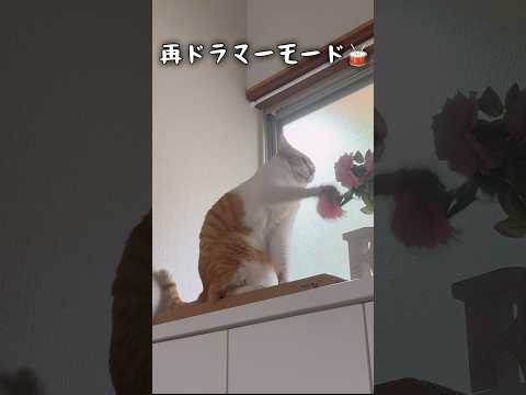 人間に窓を開けさせる猫チャチャの技とその魅力 サムネイル