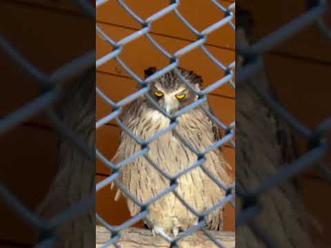 大森山動物園のシマフクロウ アオハとココラの2025年秋の様子 サムネイル