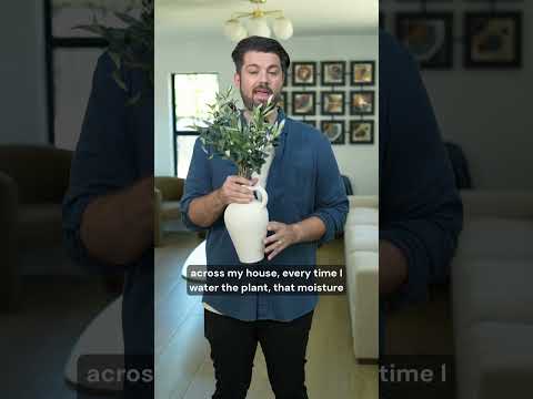 The Hidden Health Risk of Your Indoor Plant #shorts #houseplants #mold