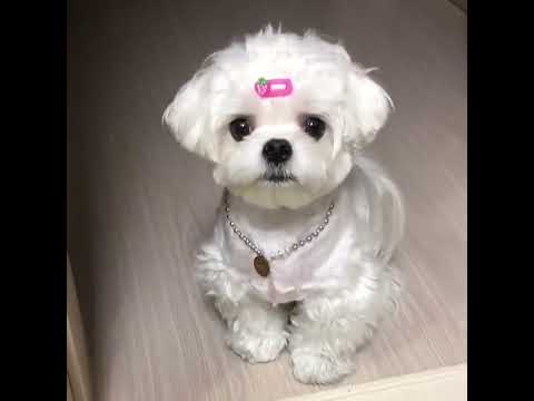 Cutest Puppies Ever