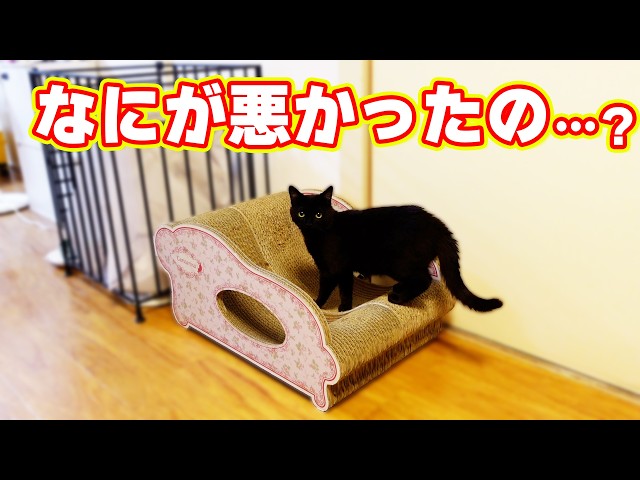 #ついに3匹でごはんを一緒に食べられるまでになった日常。
くろまるの去勢手術も無事に終わり、「これからきっといい方向へ進む」と信じていた矢先――

突然、ポンとなながくろまるに威嚇し、攻撃をするようになってしまいました。

くろまるは再び部屋にこもり、私への警戒心まで強まりました。
そこで、ポンとななが見えないように仕切りをし、私の姿だけは見えるようにして、
改めて“安心できる関係”をくろまると築いていくことにしました。

3匹の猫との暮らしは、予想もつかないことの連続です。

今回の出来事は、同じように保護猫や多頭飼いに向き合う方にも何か届けばと思い、記録として残しました。

▼チャンネル登録はこちら
https://www.youtube.com/channel/UCGo1AJw8lUUuLkYKc3bct0w