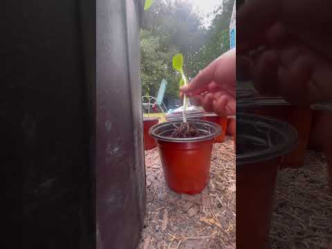 Transplanting Sunflower Seedlings