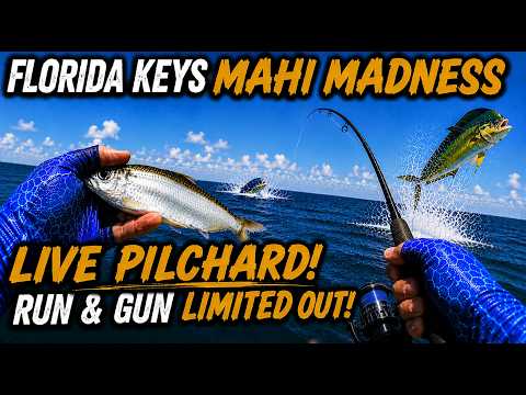 Florida keys summer part 1: limited OUT on MAHI & run & gun fishing madness! video thumbnail
