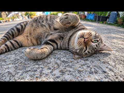 漁港の街の路地裏で出会った猫ちゃん、ナデナデするとゴロンゴロン寝転んでカワイイ