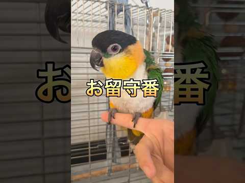 留守番中のズグロシロハラインコとコガネメキシコインコ#インコ #ズグロシロハラインコ #コガネメキシコインコ #parrot #shorts