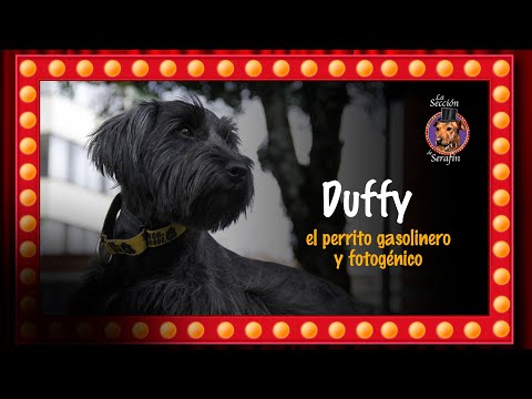 Duffy, el perrito gasolinero y fotogénico | Pulzo y La Sección de Serafín