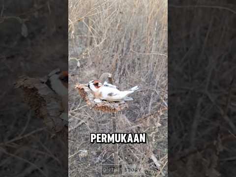 Burung tidur di atas bunga matahari #shortsviral #animals