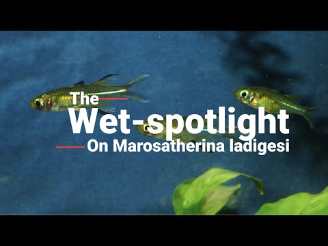 The Wet-Spotlight on (Marosatherina ladigesi)! Presenting “The Wet-Spotlight”! A deeper look at some of our favorite fish from around the globe