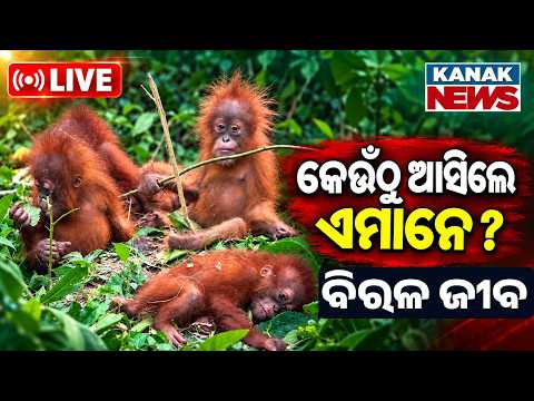 🔴ଏମାନେ ଆସିଲେ କେଉଁଠୁ ? Rare Orangutan Species Discovered: Where Did They Come From?