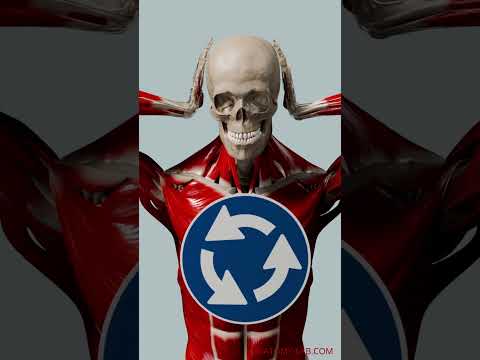 psoas and stress response 2