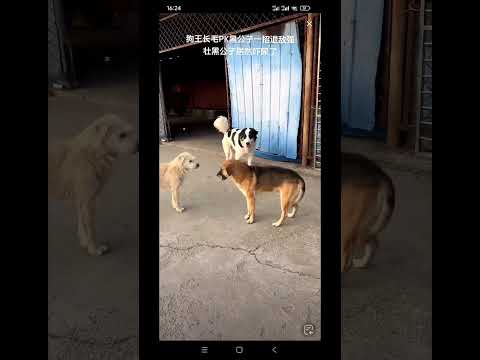 Dog king Charles, defeats him with one move. The strong black man is actually scared to piss himself