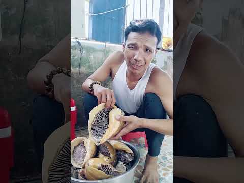 Very large sea snails