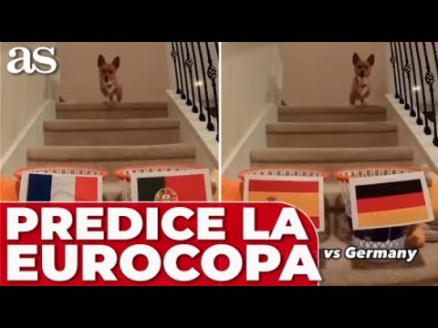 El perro infalible que acertó la Champions del Madrid pronostica la Eurocopa: De la Fuente puede ...