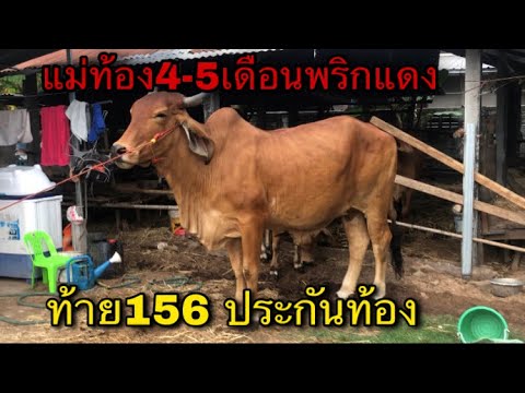 แม่ท้อง4-5เดือน-ผสมพริกแดง-ท้า แม่ท้อง4-5เดือน-ผสมพริกแดง-ท้า