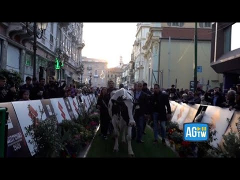 Gli agricoltori in protesta a Sanremo portano la mucca Ercolina2 sul green carpet