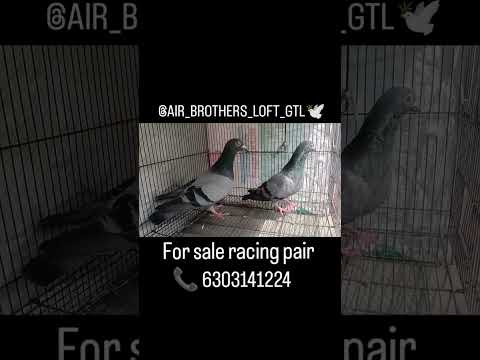 #hihello welcome to @air_brothers_loft_gtl 🕊️#forsale racing pair #📍Guntakal #📞6303141224 #subscribe