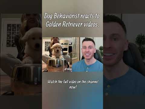 Dog trainer reacts to Golden Retriever dog videos part 2 #goldenretriever #dogs #dogtraining