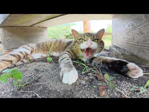 甘えん坊の茶シロ猫と怒りん坊のキジシロ猫