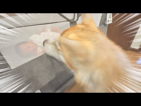 【閲覧注意】ハスキー犬と人間が一緒に暮らすということ。