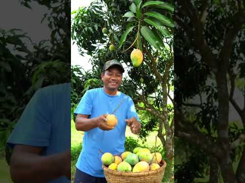 #kabutar aur kisan aam ki ped legate h