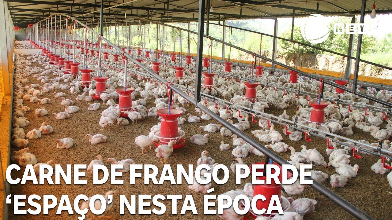Carne de frango perde competitividade nesta época do ano
