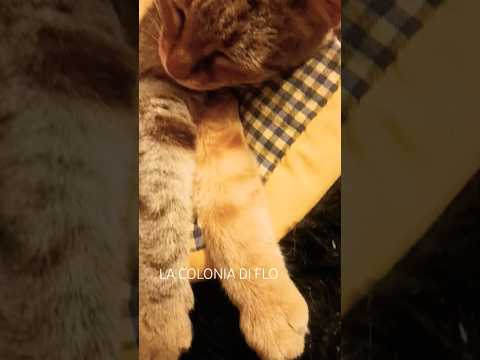 Gatti e Calzini Spaiati! #shorts #funnyvideo #funnycats #hilariouscats