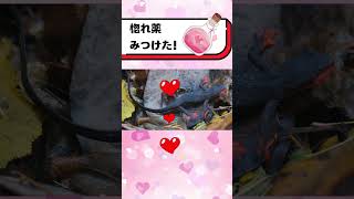 惚れ薬をみつけた#都音ゆずたみ #shorts #vtuber