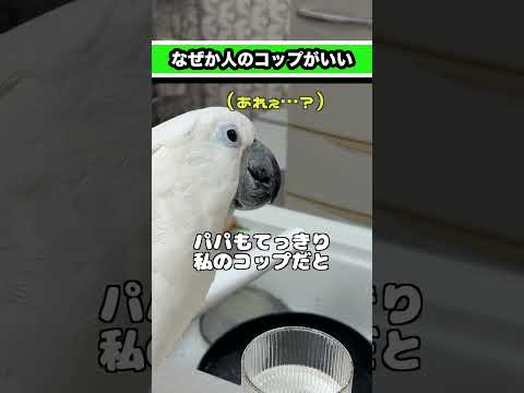 ママのコップ専門だったオウム、ついにパパのまで… #shorts