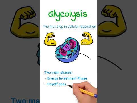 Glycolysis | First Step in Cellular Respiration #glycolysis