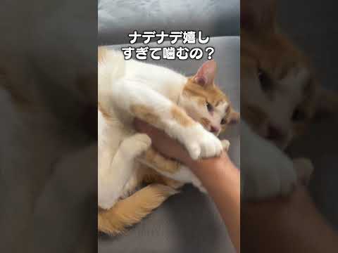 猫の動画サムネイル - 「なでなで急に噛んできた」猫あるあるソング