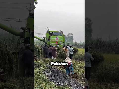 Memanfaatkan Sumber Daya Alam yang Terbuang #shorts #viral