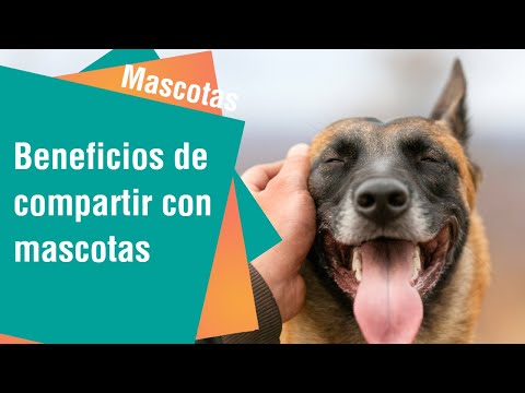 Los beneficios emocionales de una mascota | Mascotas