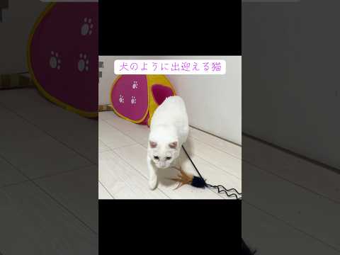 出迎え方甘え方がほぼ犬の猫 #cat  #猫  #ねこ  #animal #cute #猫のいる暮らし #shorts