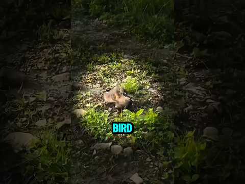 The Clever “Broken Wing” Trick of the Killdeer 🐦