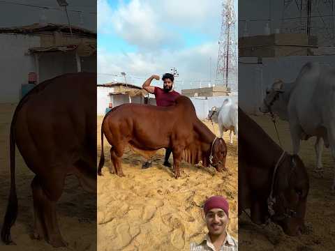 दोस्ती हो तो ऐसी 🐂💪 | बैल और मालिक की फिटनेस बॉन्डिंग #shorts #bull #animals #malik #ytshorts #yt