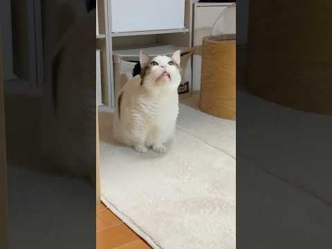 猫の動画サムネイル - ハッ、ハッ、ハクション