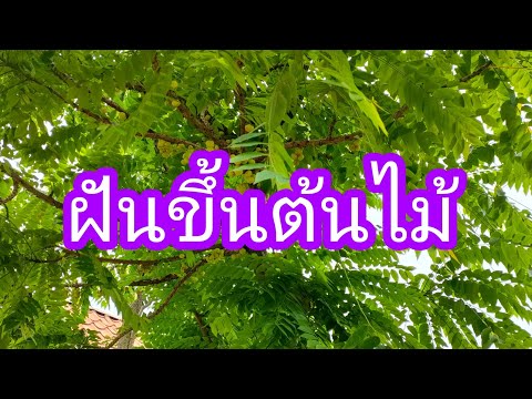 ทำนายฝันขึ้นต้นไม้ ทำนายฝันขึ้นต้นไม้