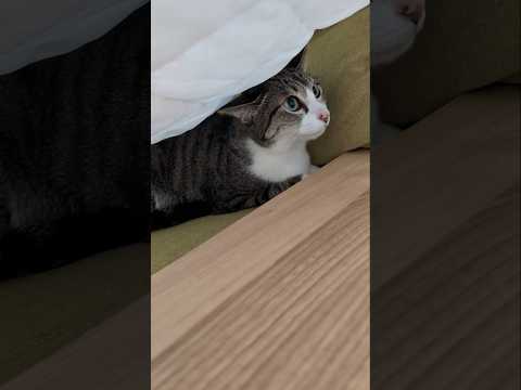隠れてた猫😺 - A cat hiding under the blanket - #shorts #cat