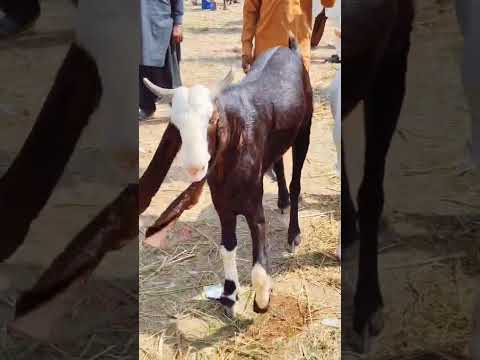 halani mandi #bakraeid2026🐐👌