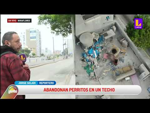 Vecinos de Miraflores denuncian el abandono de dos perritos desamparados en azotea