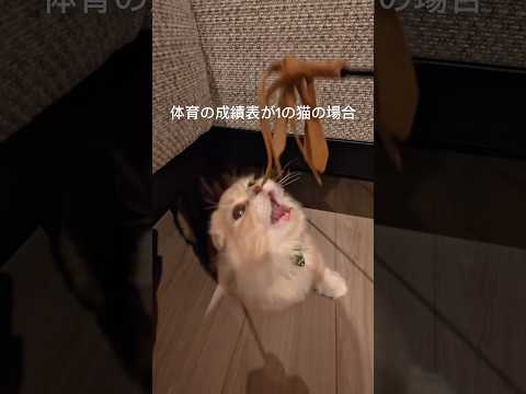 ししまるおてて届いてないよ😂 #猫 #cat #猫のいる暮らし