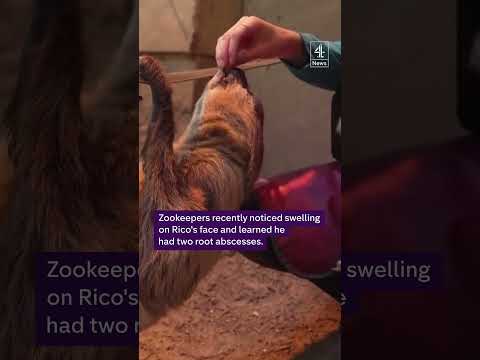 Doctors cure sloth's toothache