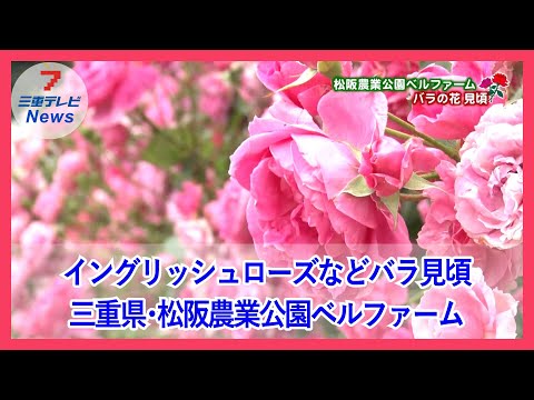 クラシックな趣きと香り特徴　イングリッシュローズなどバラ見頃　三重・松阪農業公園ベルファーム