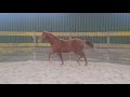 Dressage horse Gelding by Donier x Fürstenball