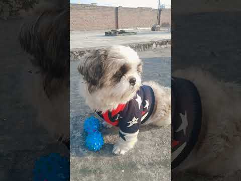 padhaai bhi karne jaate Ho #pets #viral #funny #ekmotahathighumechala