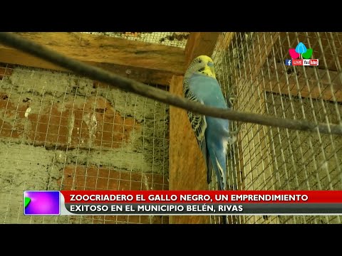 Zoocriadero El Gallo Negro, un emprendimiento exitoso en el municipio de Belén, Rivas
